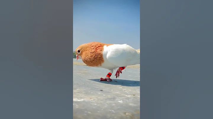 Pigeon flying Kabootar ki video #kabootar #shorts #short #youtubeshorts