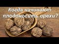 Когда начинают плодоносить орехи?