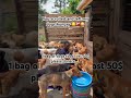 PayPal link in bio to make a donation towards buying weekly dogs food 🥘🥗🥙🍱🙏🙏🐶🐶🐶