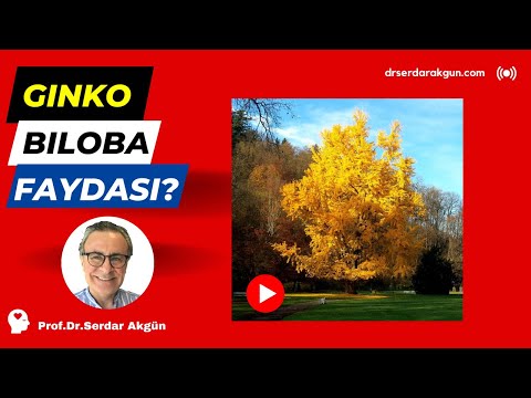 Video: Ginkgo Biloba Faydaları - Ginkgo Ağaçları Yetiştirmek İçin İpuçları