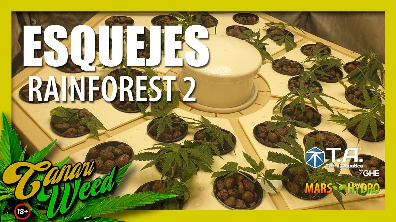 ESQUEJES en el RAINFOREST 2 Terra Aquatica