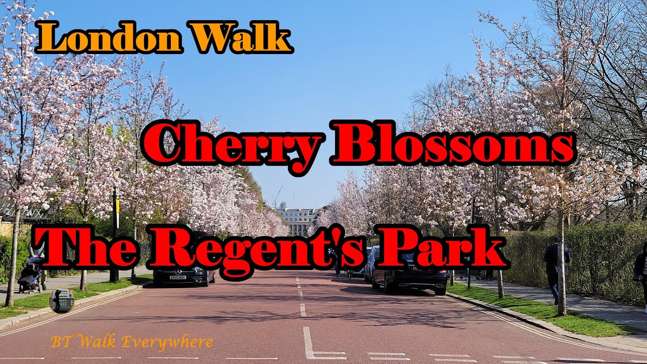 Cherry Blossoms The Regent's Park London Cherry Blossoms Chester Road YouTube