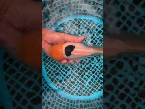 Video: Dorește Goldfish?