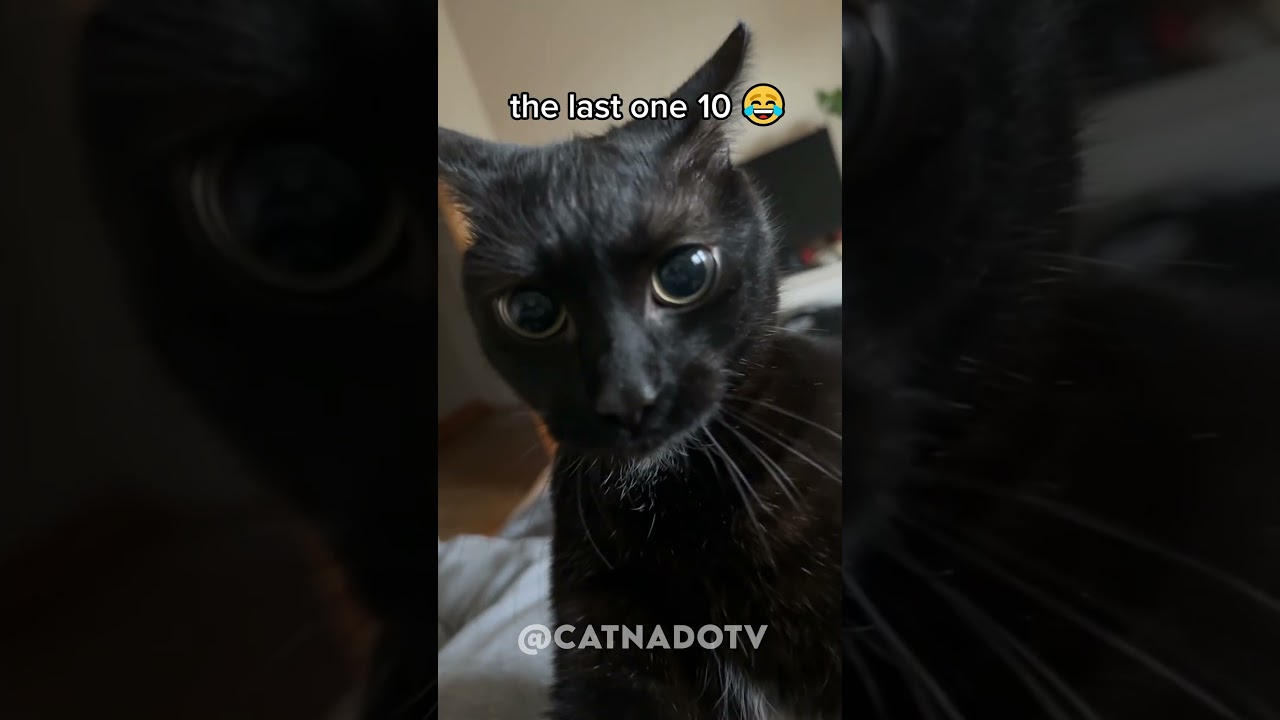 funny cat videos 😂😂😂