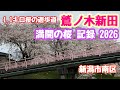 2026年4月5日 鷲ノ木新田 満開の桜 記録 桜色の橋と遊歩道 新潟市南区