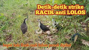 strike ruak ruak terbaik