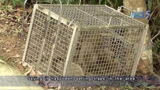 Monkey Found Dead Inside Cage Trap In Macritchie Reservoir Park - 26Nov2012