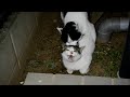 【野良猫】恋の季節にゃん♪【発情期？】
