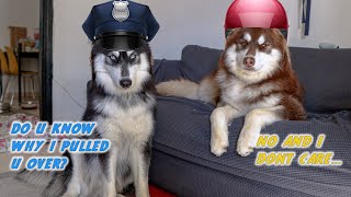 Officer Jagger Spots Ahl Overspeeding! | Husky Zoomies