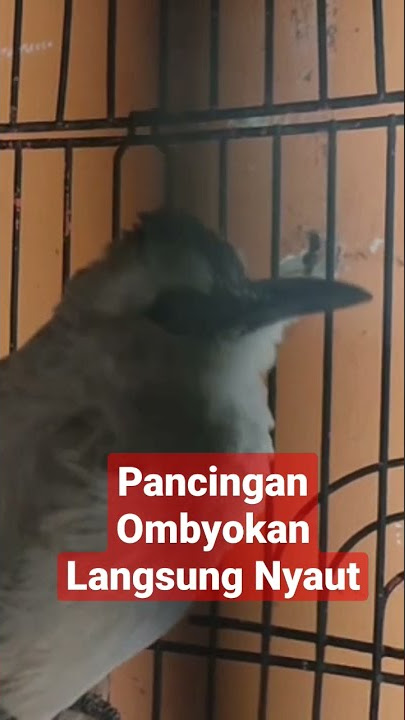 Pancingan Trucukan Stress Macet Bunyi, Trucuk Bahan Ombyokan Bakalan Nyaut Respon Dengar Suara Ini