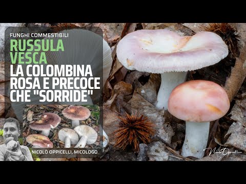 Video: Famiglia Russula. funghi lattici