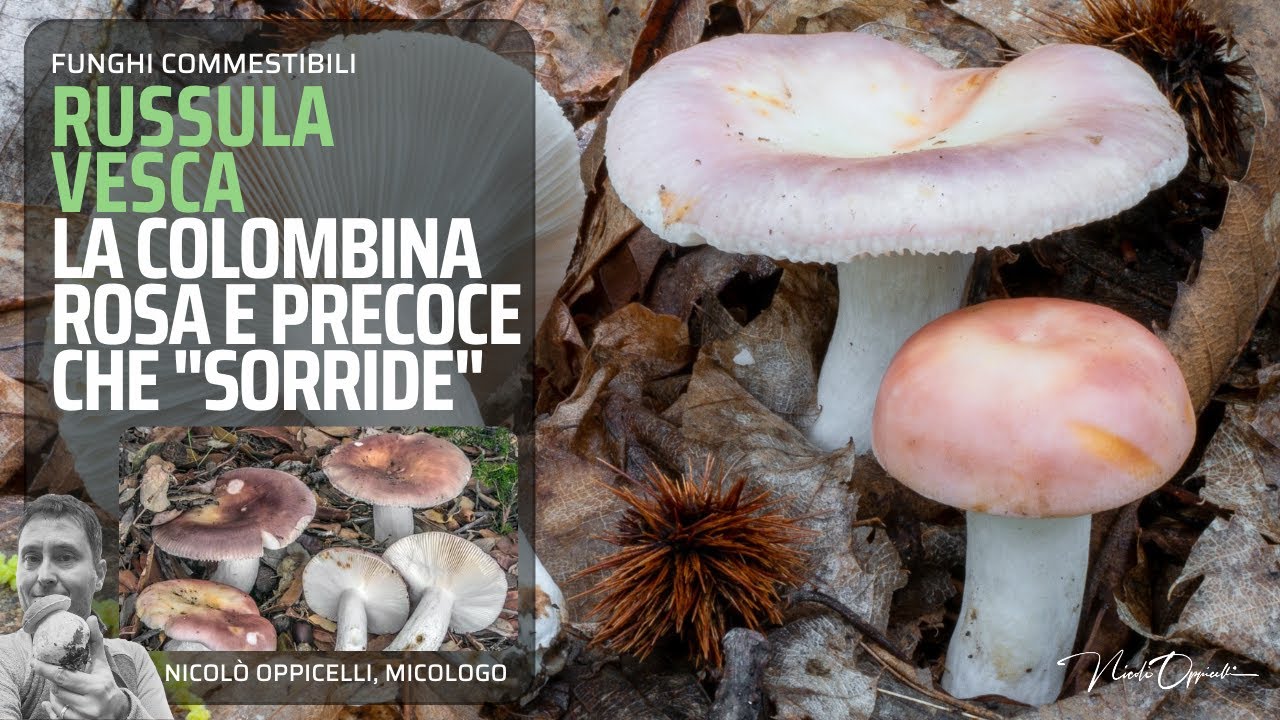 Funghi commestibili | Russula vesca, la colombina rosa