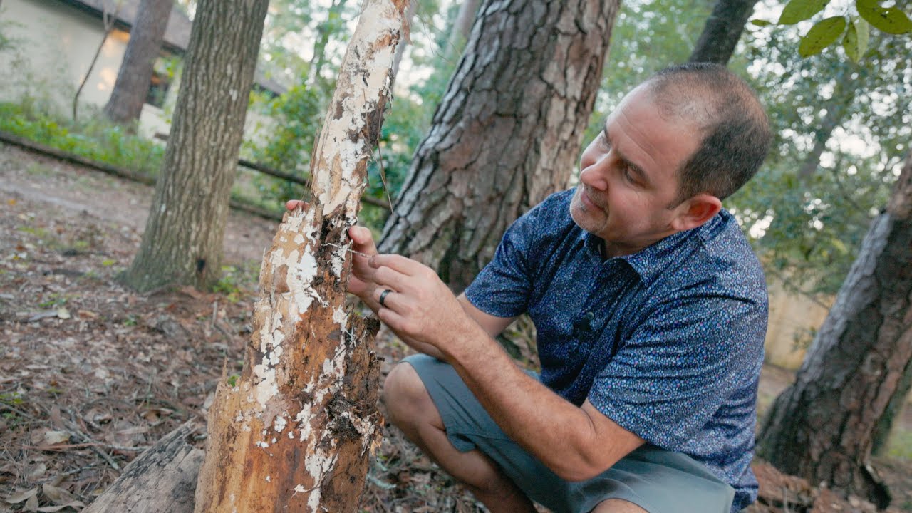 Wood-Decay Fungi | NeighborWood Watch Ep. 2