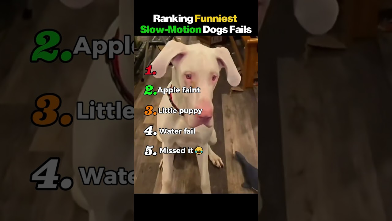 Ranking the Funniest Slow-Motion Dogs 🐶