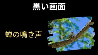 蝉の鳴き声 | 黒い画面 ⚫🦗 [ASMR ホワイトノイズ] 寝るまで10時間 by Mardeo Music 1,292 views 3 years ago 10 hours