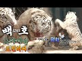 #백호 #호랑이 #사파리 에 도전하다! 사파리에 평화🕊는 올 것인가!?  [반려생활 With Animals] / KBS 방송