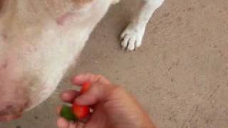 Pit Bul frutinha SDC11392.AVI