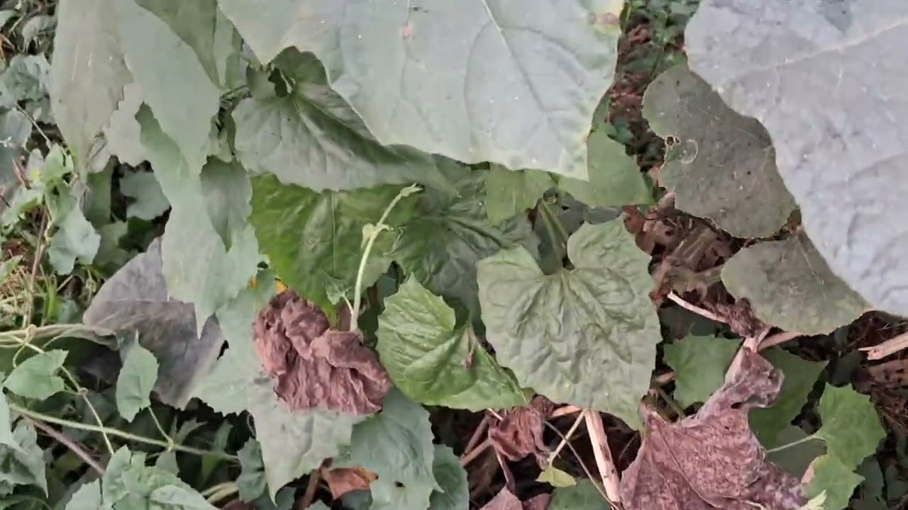 বৃষ্টির অভাবে ফসল ও গাছপালার বেহাল অবস্থা