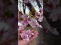 ജപ്പാനിൽ ചെറി പൂത്തെ | Japan Malayali #lifeinjapan