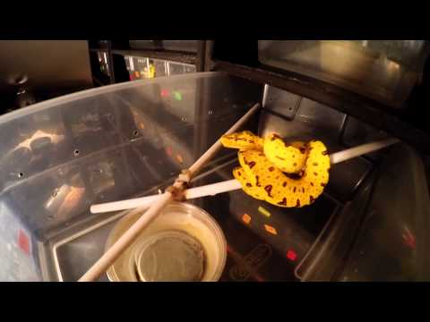 Green Tree Python Feeding  Methods January 2015