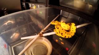 Green Tree Python Feeding  Methods January 2015