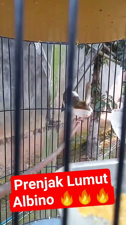 burung prenjak lumut albino 🔥🔥🔥