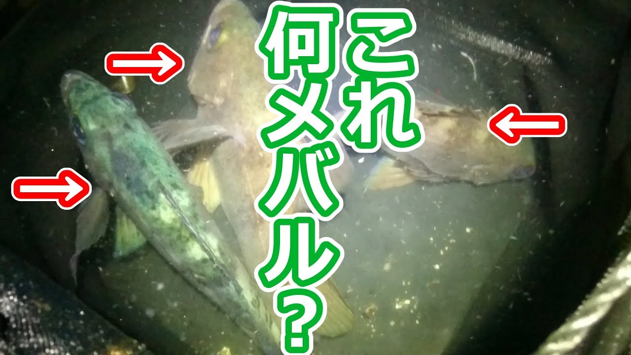 メバルの種類の見分け方 どこがどう違うの Youtube メバルの種類の見分け方 どこがどう違うの Youtube
