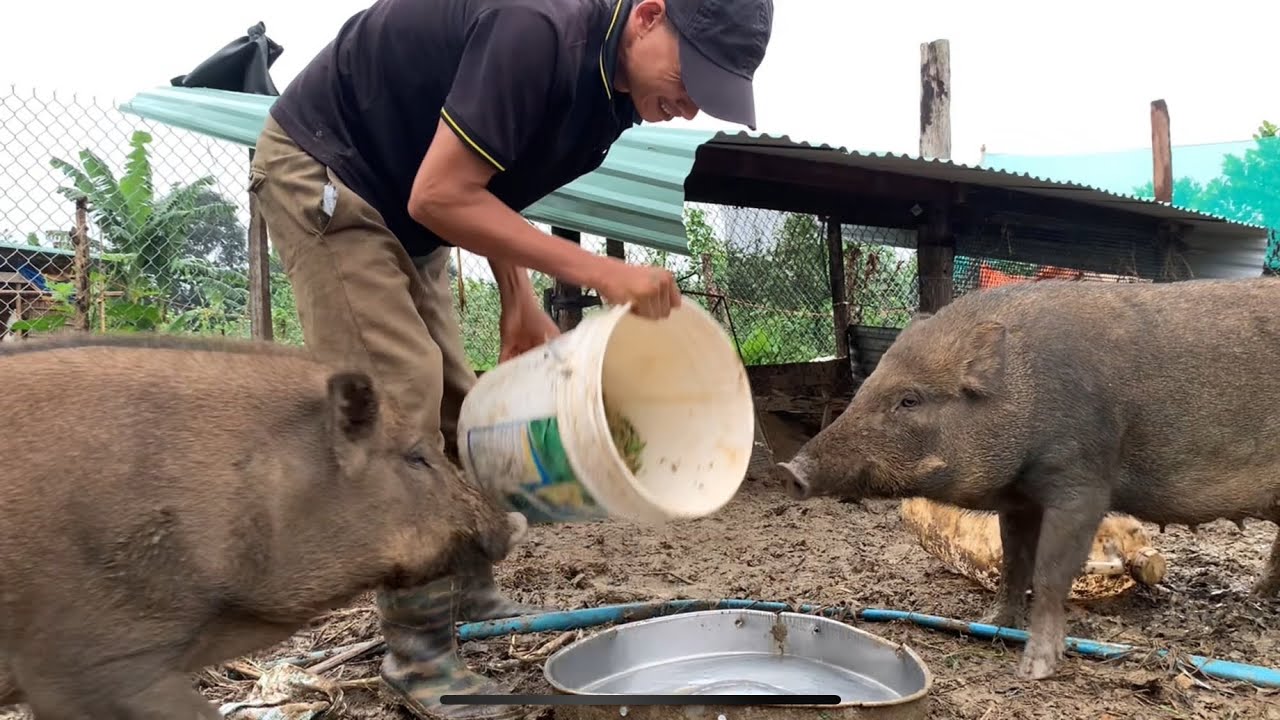 l pickle banana trees to feed wild boars.