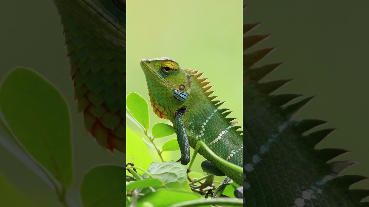 Discover the Diverse Wildlife of Tropical Rainforests!