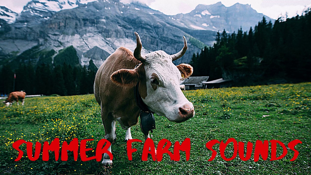 Guarda Summer Farm Sounds and Farm Animal Sounds For Sleeping su YouTube Guarda Summer Farm Sounds and Farm Animal Sounds For Sleeping su YouTube