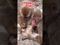 #がんばれパンチ君 #がんばれパンチ #パンチ君 #punch #monkey #punchmonkey #市川市動植物園