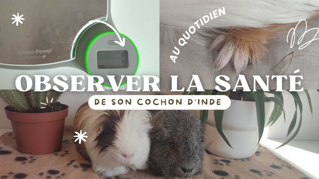 COMMENT OBSERVER LA SANTÉ DE SON COCHON D'INDE AU QUOTIDIEN 