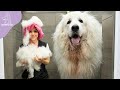Emotional owner reaction great pyrenees dogs first bath after 4 years