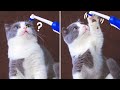 Cats vs Electric Toothbrush