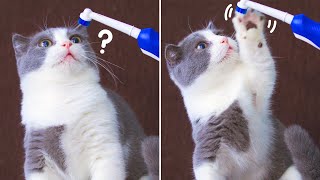 Cats vs Electric Toothbrush