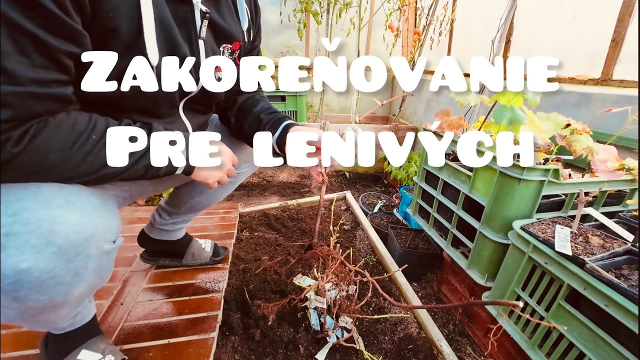 Zakoreňovanie pre lenivých-Janko Obročník