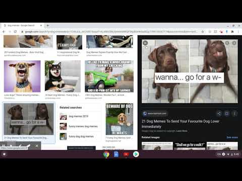 I WANNA WALK!!! | Dog Meme Review