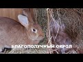 ПРИШЛО ВРЕМЯ РОЖАТЬ🐇🐇 СОДЕРЖАНИЕ КРОЛИКОВ🐰🐰 ПОДГОТОВКА КРОЛЬЧИХИ К ОКРОЛУ