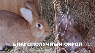 ПРИШЛО ВРЕМЯ РОЖАТЬ🐇🐇 СОДЕРЖАНИЕ КРОЛИКОВ🐰🐰 ПОДГОТОВКА КРОЛЬЧИХИ К ОКРОЛУ