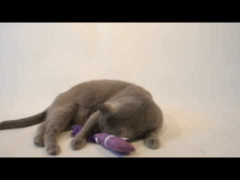 Katzentipps - Thema Katzespielzeug im Test, Kong Kickeroo Kitten im Katzen Test (Teil 6/12)