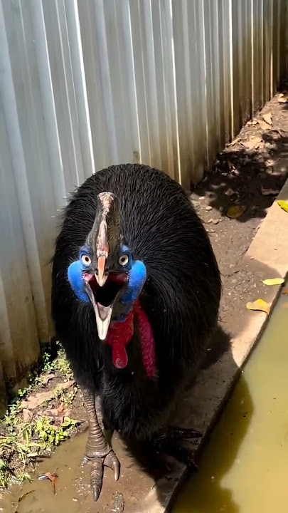 begini suara burung kasuari ketika merasa terancam #papua #kasuari #indonesia