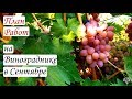 План работ на винограднике в сентябре