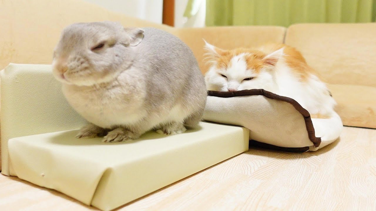 朝からそろって所定の位置から動かないうさぎとニャンコに、プレゼント 