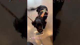 あたし貰いましたよー!先生に貰ったサンプルを咥えて自慢する犬ちゃんが可愛すぎました【お土産大好きセリちゃん】#dog  #犬  #shorts