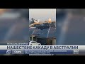 Нашествие какаду сняли на видео в Австралии