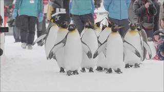 Penguin Parade Show at Asahiyama Zoo in Hokkaido