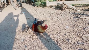 qaib qus phaum 2 nawb zoo nkauj kawg li