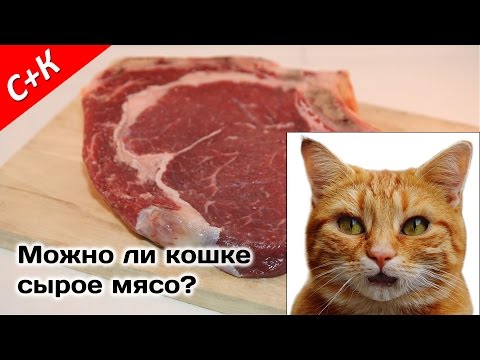 Можно ли кошке сырое мясо?