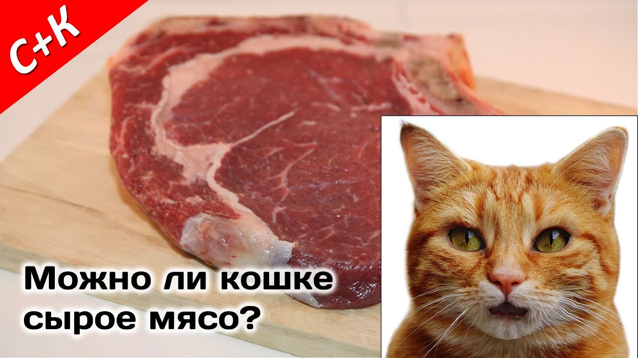 Можно котам давать сырое мясо