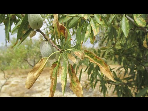 Video: Mis on võlts virsikutõbi – Xylella Fastidiosa tõve ravi virsikupuudel